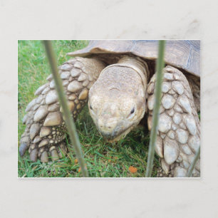 Carte Postale Portrait de tortue