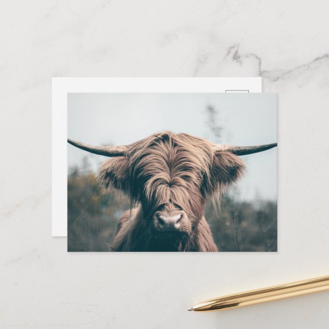 Carte Postale Portrait de vache highland (Devant/Arrière en situation)