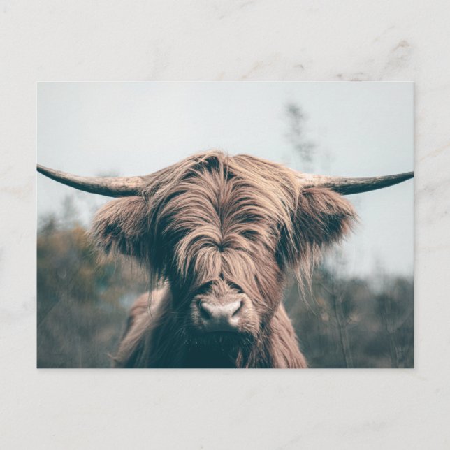 Carte Postale Portrait de vache Highland (Devant)