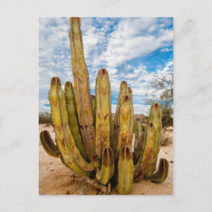 Carte Postale Portrait de Vieil Homme Cactus, Mexique