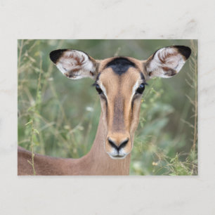 Carte Postale Portrait d'Impala