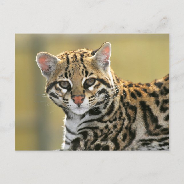 Carte Postale Portrait d'Ocelot (Devant)