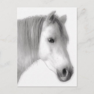 Carte Postale Portrait du cheval blanc d'Arabie