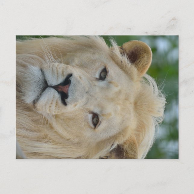 Carte Postale Portrait du lion blanc sud-africain (Devant)