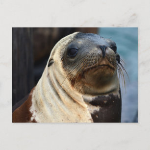Carte Postale Portrait du lion de mer