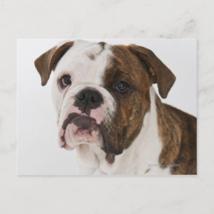 Carte Postale Portrait du mignon petit bulldog