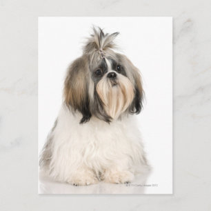 Carte Postale Portrait du studio Shih Tzu