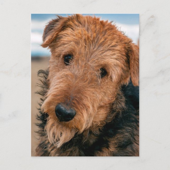 Carte Postale Portrait d'un Airedale Terrier (Devant)