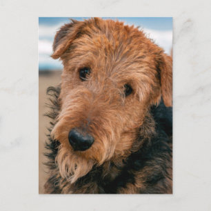 Carte Postale Portrait d'un Airedale Terrier 2