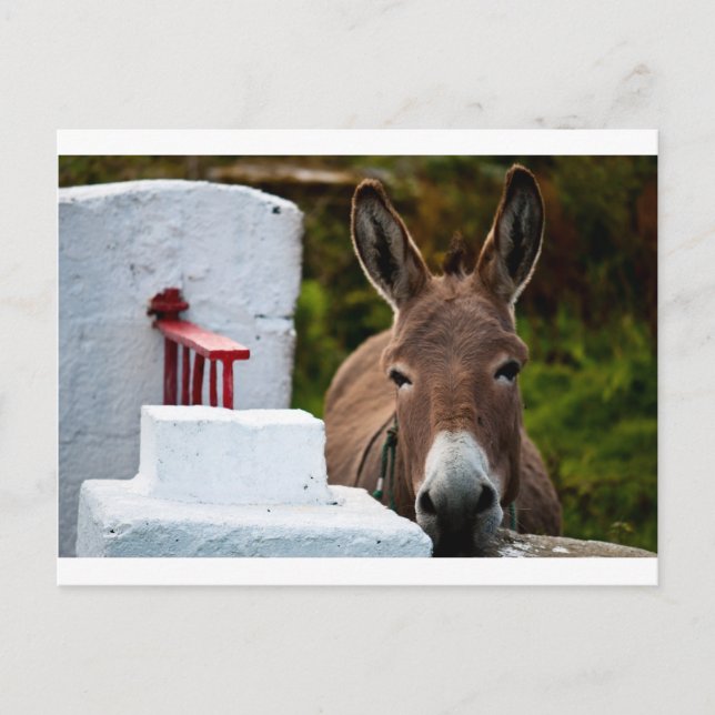 Carte Postale Portrait d'un âne en Irlande (Devant)