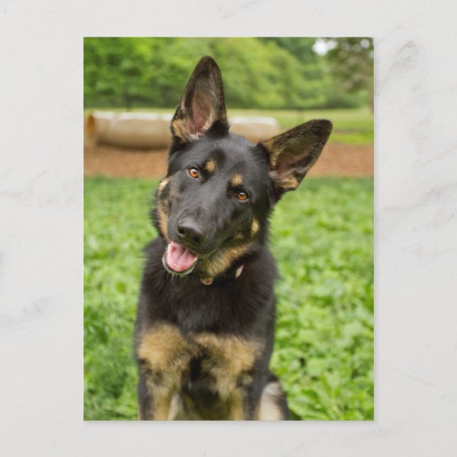 Carte Postale Portrait d'un berger allemand (Devant)