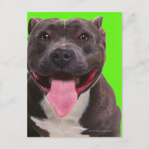 Carte Postale portrait d'un bulldog