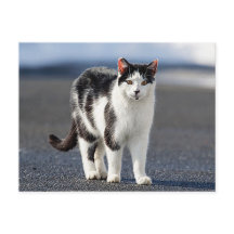Portrait d'un chat
