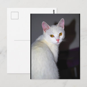 Carte Postale Portrait d'un chat blanc