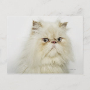Carte Postale Portrait d'un chat perse