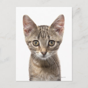 Carte Postale Portrait d'un chaton