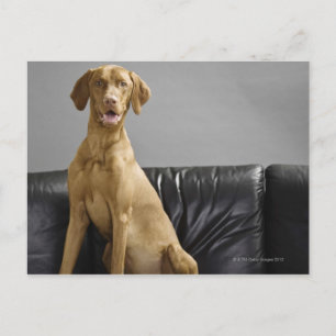 Carte Postale Portrait d'un chien