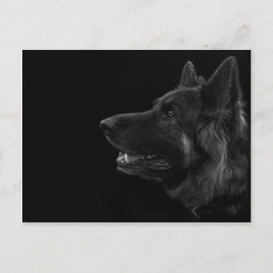 Carte Postale Portrait d'un chien berger allemand