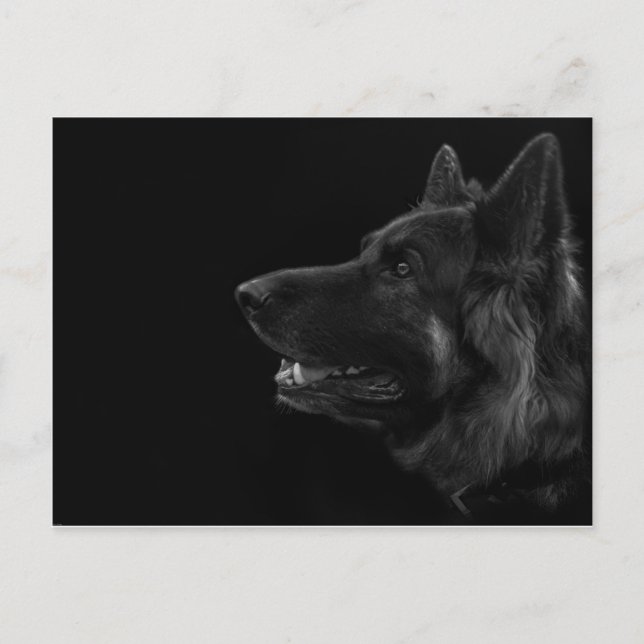 Carte Postale Portrait d'un chien berger allemand (Devant)
