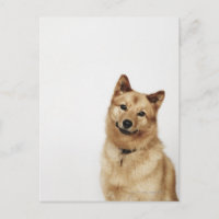 Portrait d'un chien finlandais Spitz souriant