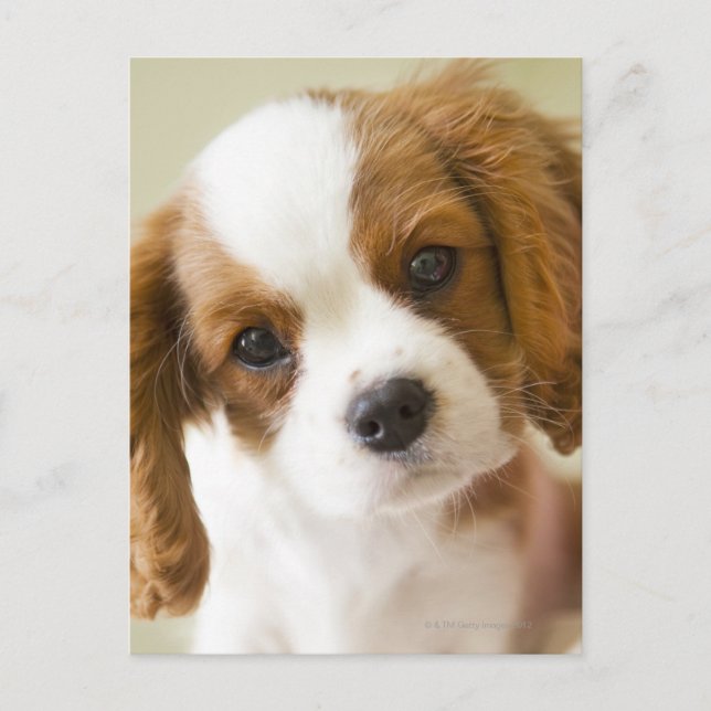 Carte Postale Portrait d'un chiot du roi Charles d'Espagne (Devant)