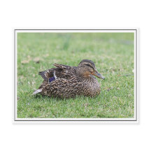 Portrait d'un colvert féminin