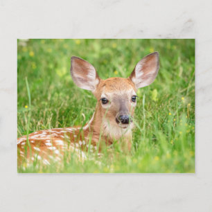 Carte Postale Portrait d'un faon (cerf de Virginie)