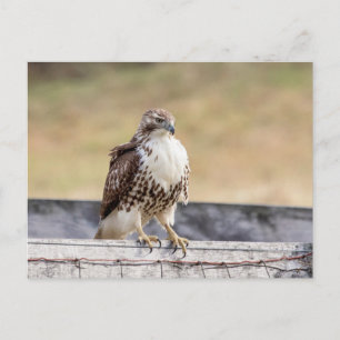 Carte Postale Portrait d'un Hawk à queue rouge immature