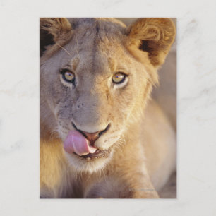 Carte Postale Portrait d'un jeune lion mâle menté