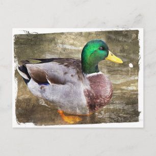 Carte Postale Portrait d'un mâle