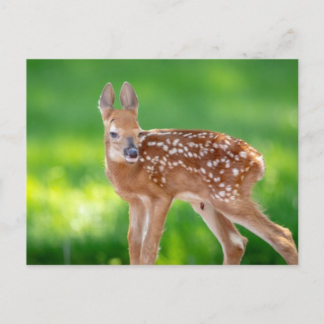 Carte Postale Portrait d'un nouveau-né (cerf de Virginie) (Devant)