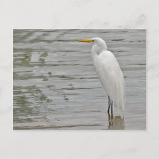 Carte Postale Portrait d'une aigrette neigeuse