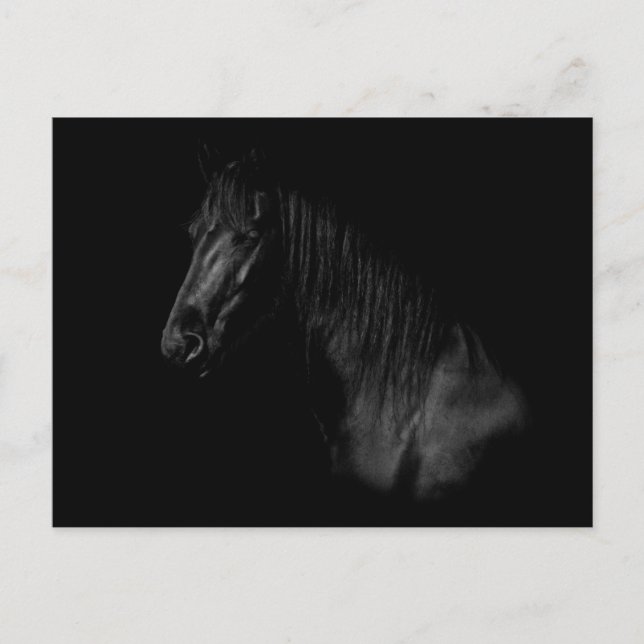 Carte Postale Portrait élégant d'un cheval de Frise noire (Devant)