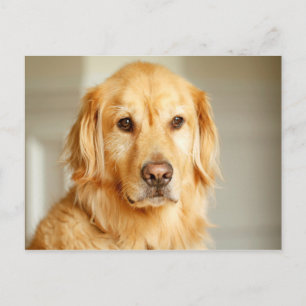 Carte Postale Portrait Golden Retriever