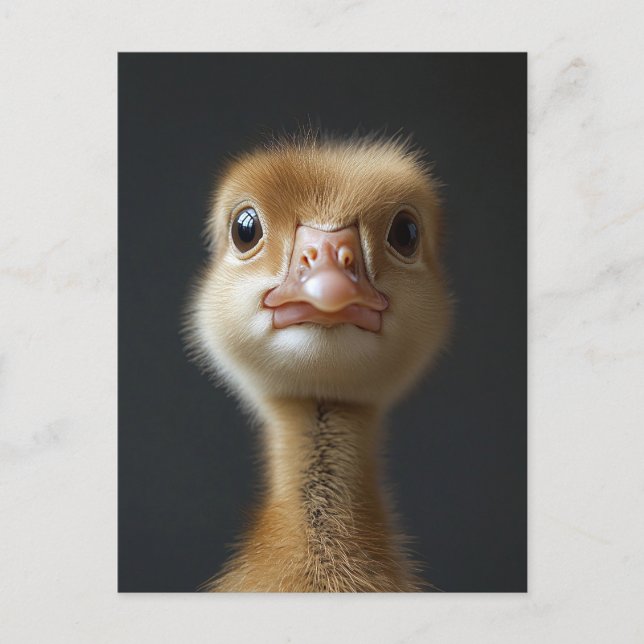 Carte Postale Portrait Gosling (Devant)