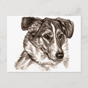 Carte Postale Portrait lisse Collie