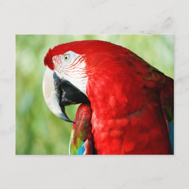 Carte Postale Portrait Macaw (Devant)