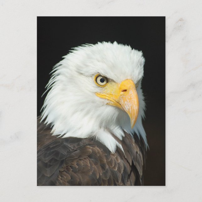 Carte Postale Portrait Majestic Bald Eagle (Devant)