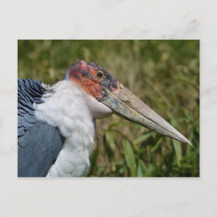 Carte Postale Portrait marabou cigogne