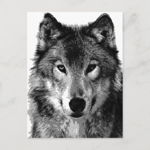 Carte Postale Portrait noir et blanc Wolf