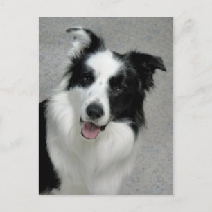 Carte Postale Portrait photo Collie Bordure