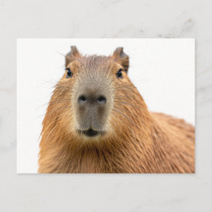 Carte Postale Portrait rapproché d'un capybara