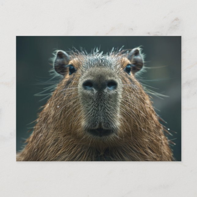Carte Postale Portrait rapproché d'un capybara (Devant)