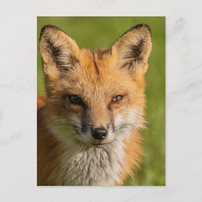 Carte Postale Portrait Red Fox (Devant)