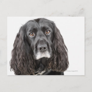 Carte Postale Portrait studio de cocker spaniel