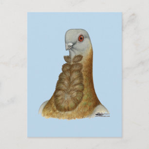 Carte Postale Portrait valencien Figurita Pigeon