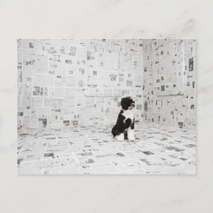 Carte Postale Portugais Water Dog dans la chambre couverte