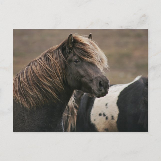 Carte Postale Pose Cheval Brown (Devant)