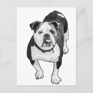 Carte Postale Pose frontale, note calme Bulldog