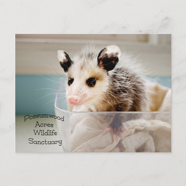 Carte postale Possum (Devant)